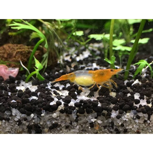 Oranje Rili Garnaal - Neocaridina Davidi Var. “Orange Rili”
