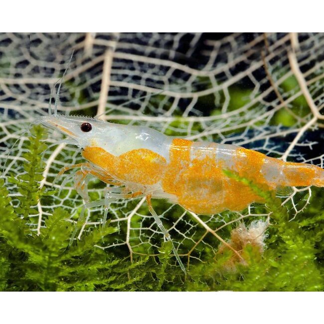 Oranje Rili Garnaal - Neocaridina Davidi Var. “Orange Rili”
