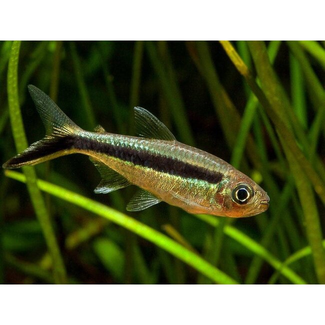 Hockeystick - Thayeria Boehlkei