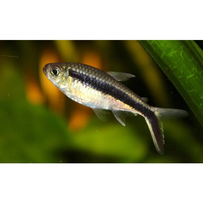 Hockeystick - Thayeria Boehlkei