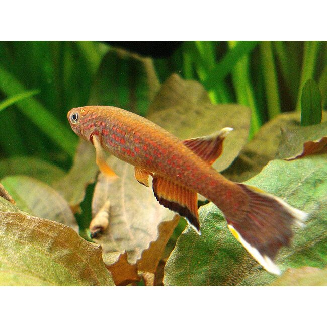 Killi Kaap Lopez - Aphyosemion Australe Kaap Lopez