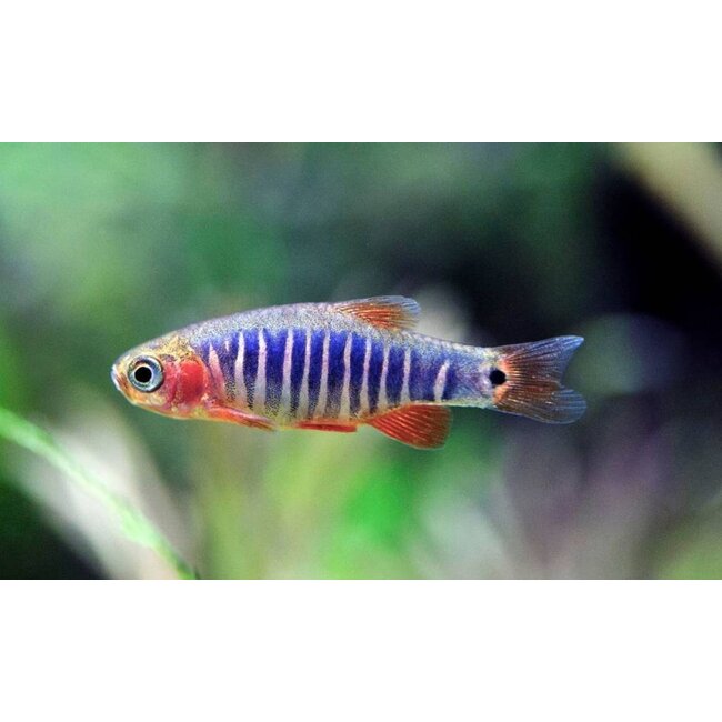 Emerald Rasbora - Celestichthys Erythromicron