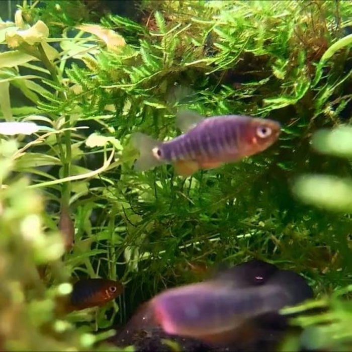 emerald dwarf rasbora care