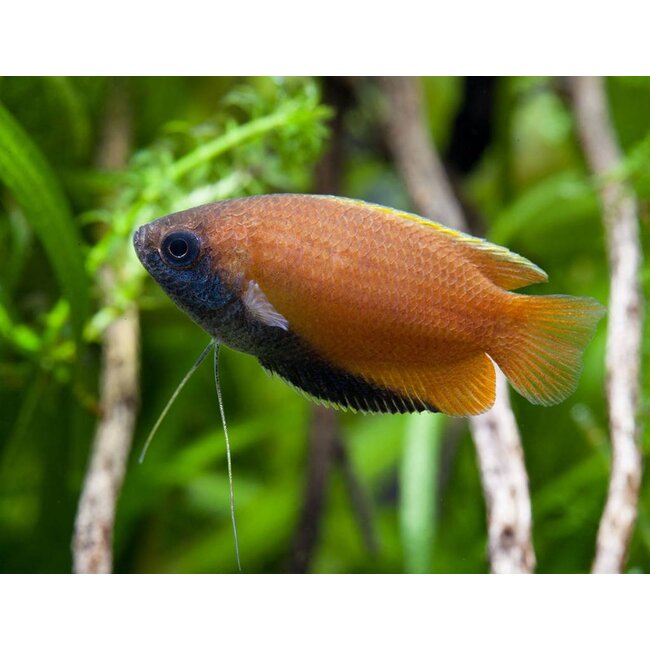 Honing Gourami - Colisa Chuna