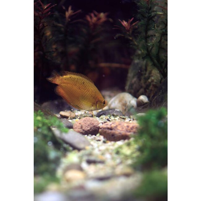 Honing Gourami - Colisa Chuna