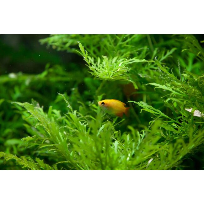 Honing Gourami (Goud) - Colisa Chuna