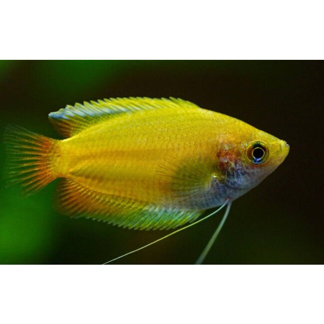 Honing Gourami (Goud) - Colisa Chuna