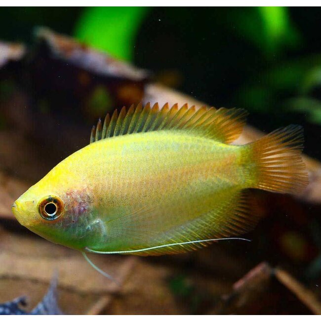 Honing Gourami (Goud) - Colisa Chuna