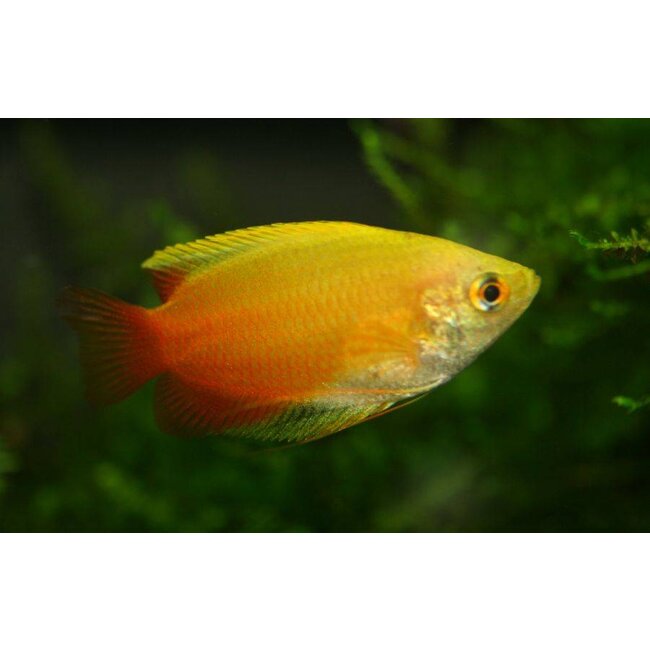 Honing Gourami (Goud) - Colisa Chuna