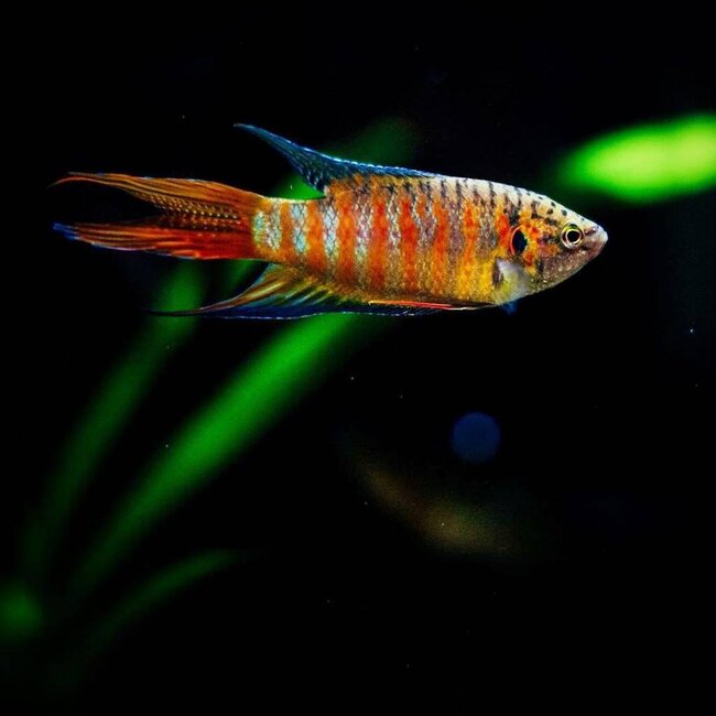 Paradijsvis (Rood) - Macropodus Opercularis Red