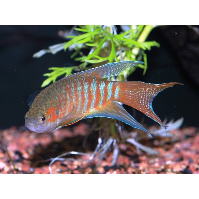 Paradijsvis (Rood) - Macropodus Opercularis Red
