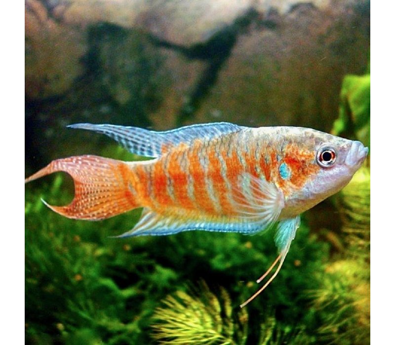 Paradisefish (Red) - Macropodus Opercularis Red