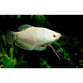 Platinum Gourami