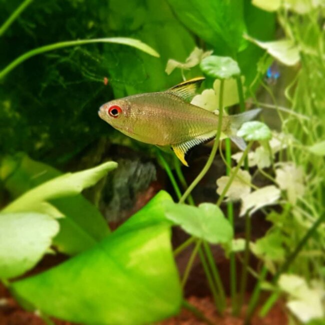 Citroen Tetra M- Hyphessobrycon Pulchripinnis