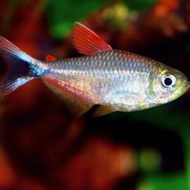 Peru Tetra M - Hyphessobrycon Sp.Red Blue Peru