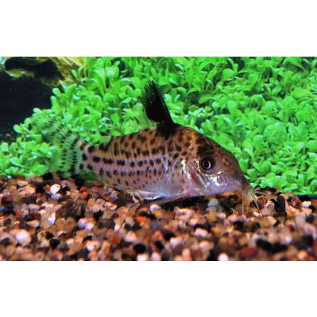 Corydoras Ambiacus