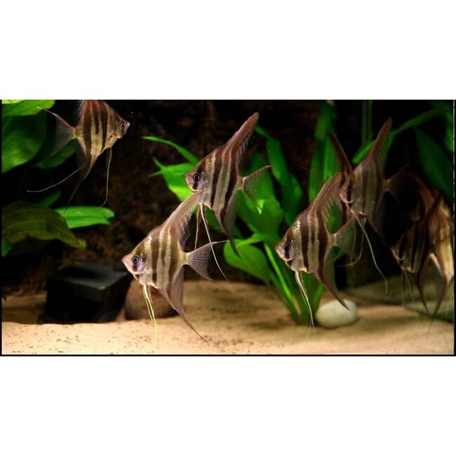 Maanvis (Gewoon) - Pterophyllum “Scalare”