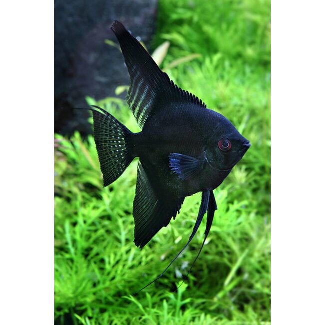 Maanvis (Zwart) - Pterophyllum “Scalare”