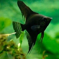 Angelfish (Black) - Pterophyllum “Scalare”