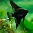 Maanvis (Zwart) - Pterophyllum “Scalare”