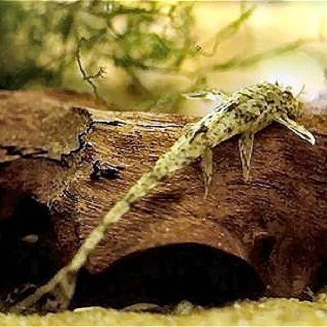 Loricaria Parva