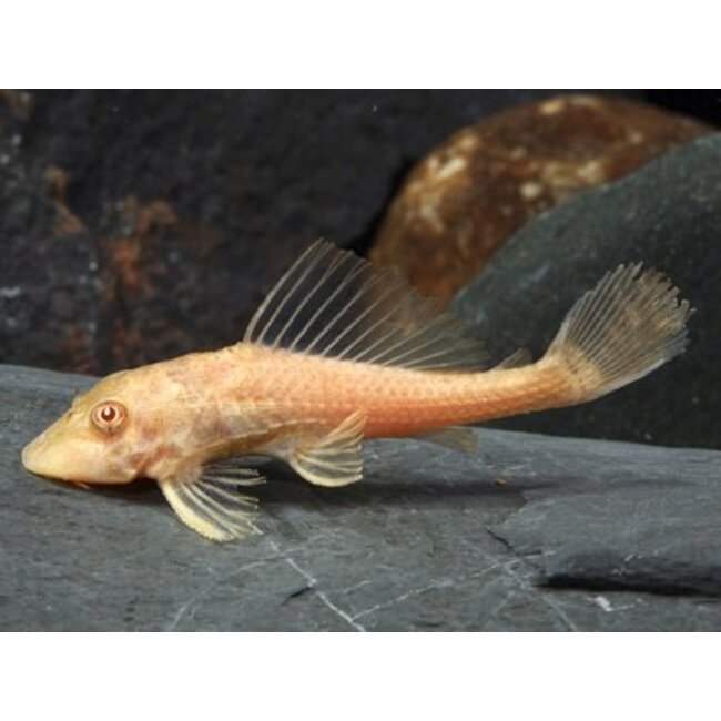 Hypostomus Plecostomus (Goud)