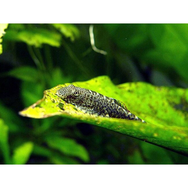Chinese Butterfly Algeneter - Beaufortia Leveretti