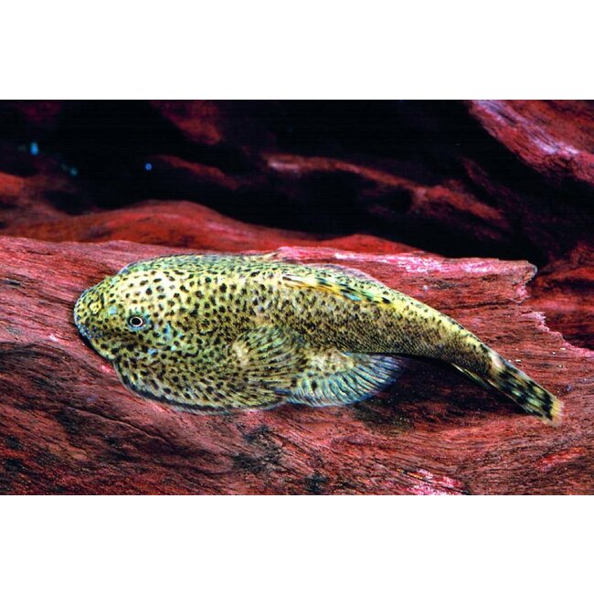 Chinese Butterfly Algeneter - Beaufortia Leveretti