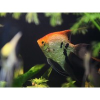 Angelfish Koi - Pterophyllum “Scalare”