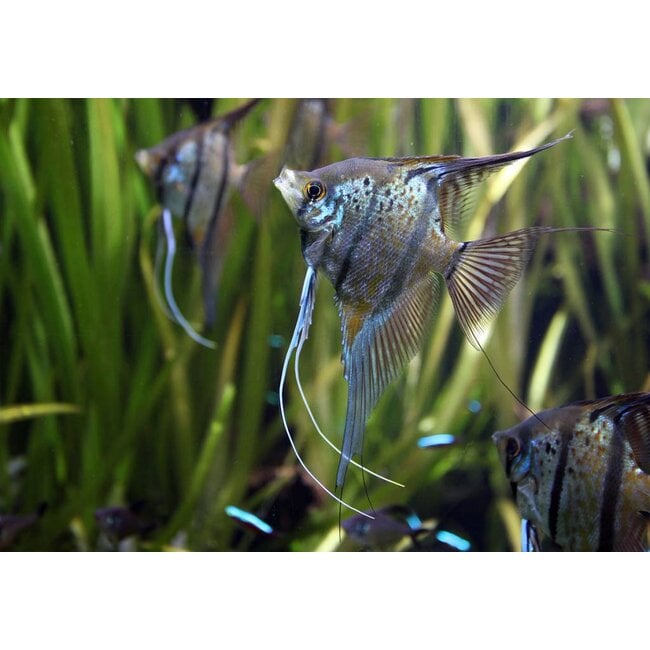 Maanvis Peru Altum - Pterophyllum “Scalare”