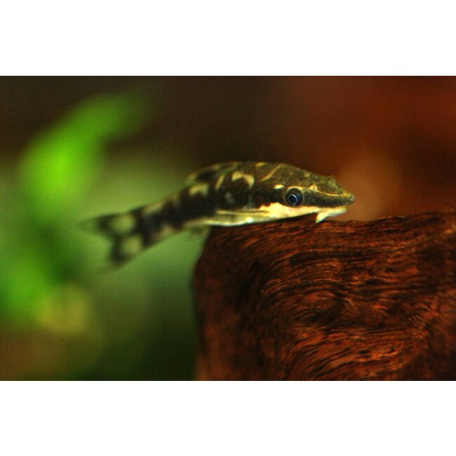 Otocinclus Cocama