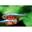 Rasbora Axelrodi Groen - Sundadanio Axelrodi