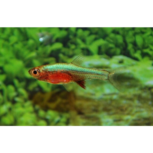 Rasbora Axelrodi Groen - Sundadanio Axelrodi