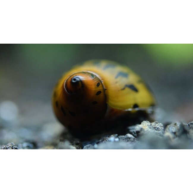 Red Spotted Snail - Neritina sp.
