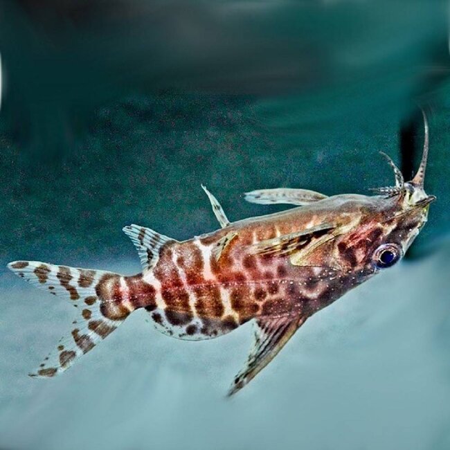 Rugzwemmer - Synodontis Nigriventris