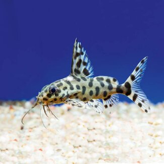 Synodontis Valentiana