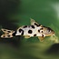 Synodontis Valentiana