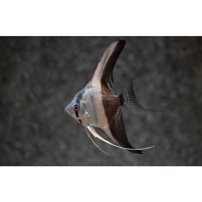 Maanvis Bicolor - Pterophyllum “Scalare”