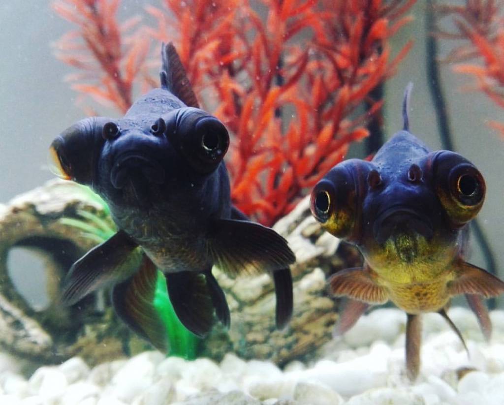 telescope goldfish telescope goldfish