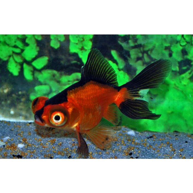 Sluierstaart Rood/Zwart - Carassius Auratus 5 - 6 cm