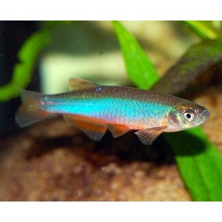 Blauwe Danio