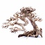 Bonsai Tree Driftwood