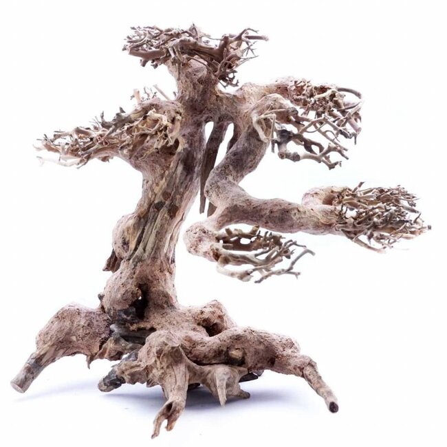 Bonsai Tree Driftwood