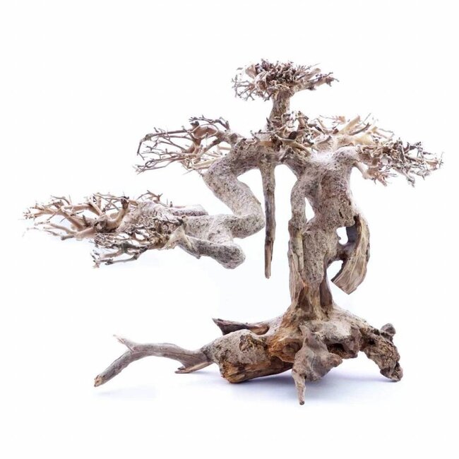 Bonsai Tree Driftwood