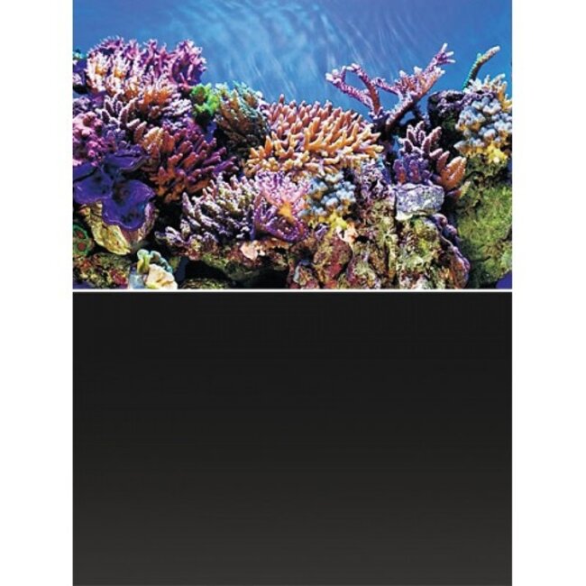 Superfish Deco Posters A