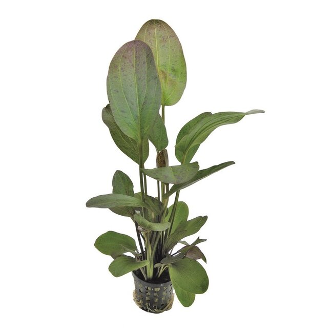 Echinodorus Ozelot Rood