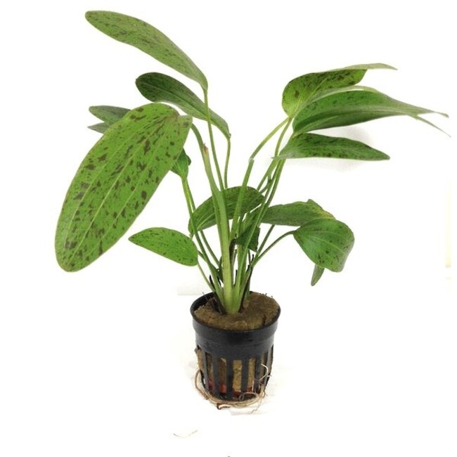 Echinodorus 'Ozelot Green'