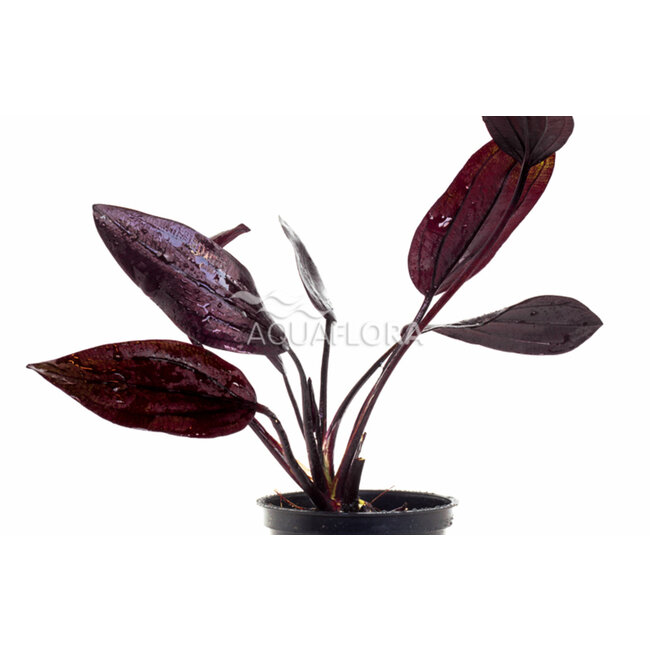 Echinodorus 'Aflame'