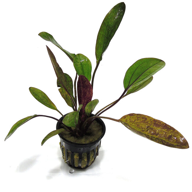 Echinodorus 'Ozelot Red Flamed'