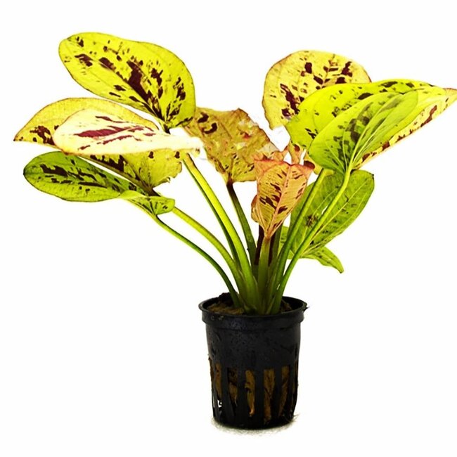 Echinodorus 'Yellow Sun'